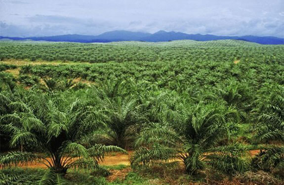 Oilpalm5