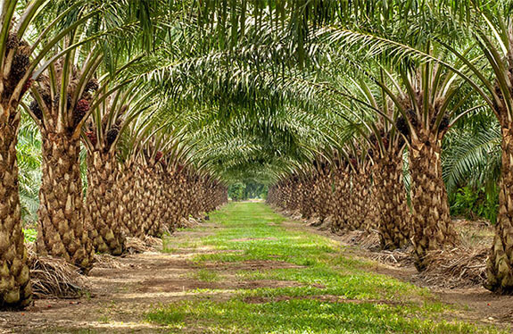 Oilpalm6 copy