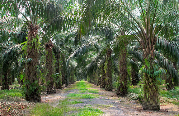 oilpalm10