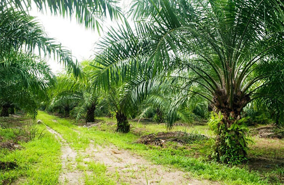 oilpalm3