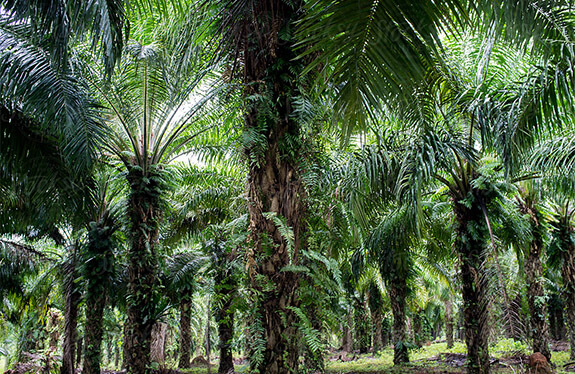 oilpalm8