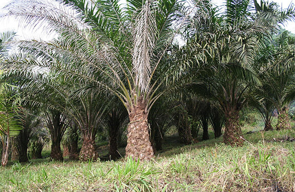 oilpalm9